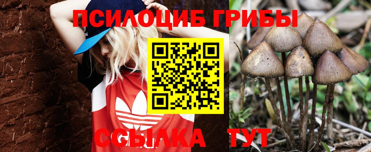 Псилоцибиновые грибы Psilocybine cubensis Междуреченск